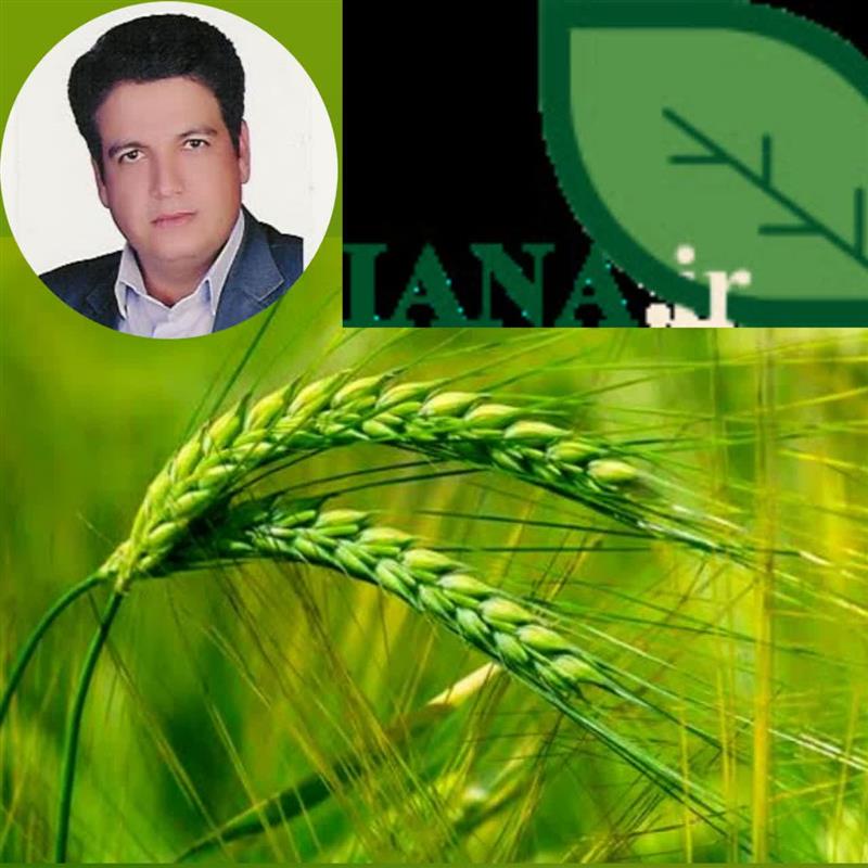 عضو هیئت علمی موسسه تحقیقات اصلاح و تهیه نهال وبذردر گفت و گو با ایانا:  اراضی آبی برای كشت جو ظرفیت‌یابی شوند/ توسعه پایدار تولید جو