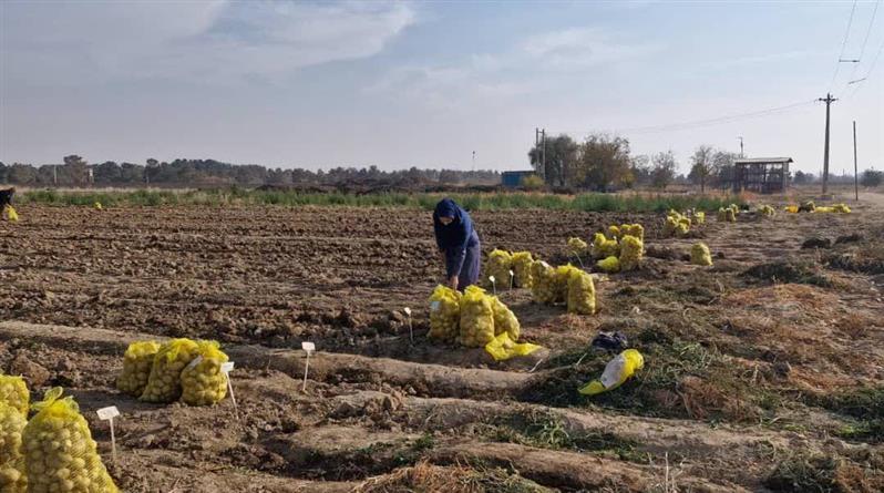 ضرورت مدیریت ویژه در مزارع تولید بذر سیب زمینی؛ بذر سالم؛ تولید پایدار