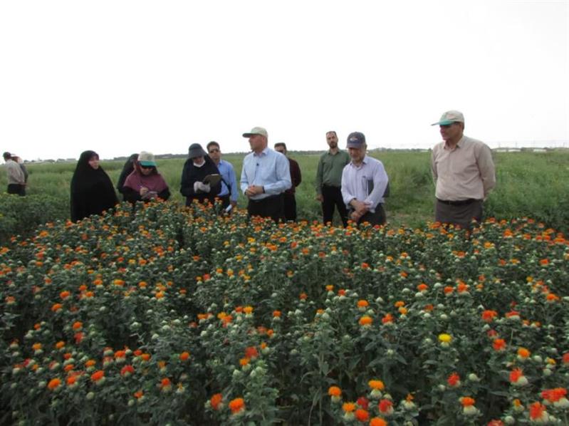 تلاش محققان مؤسسه برای افزایش درصد روغن بالای ۴۰ درصد در گلرنگ