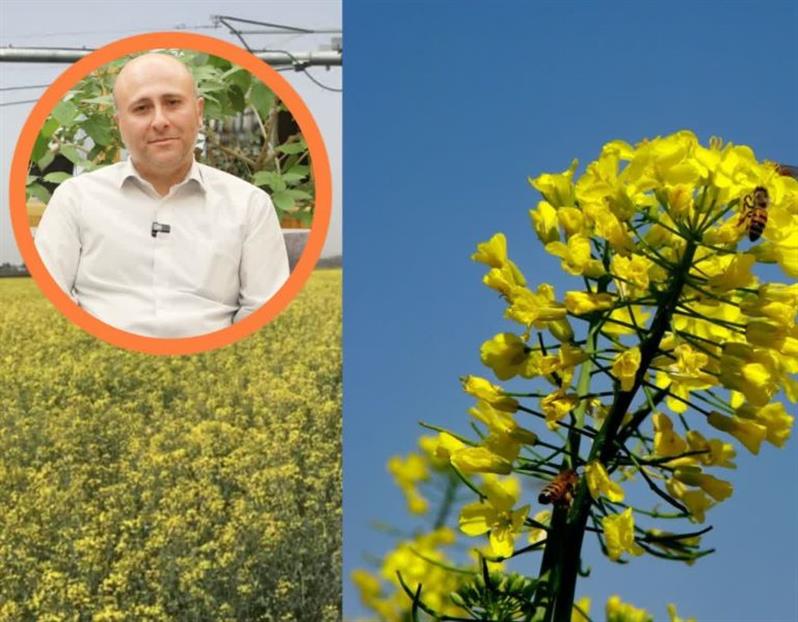 توصیه به زراعی | تقویت مزارع كلزای دیركاشت برای جبران كاهش عملكرد